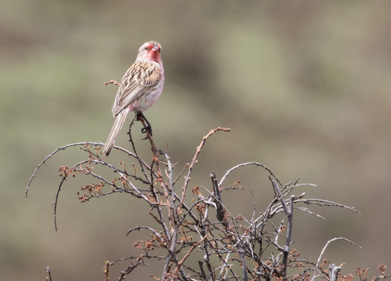 TomBedford.20160517.1866-1