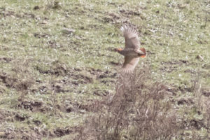 TomBedford.20160517.1888-1-2