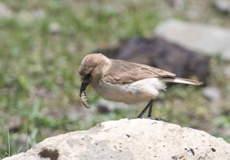 TomBedford.20160517.1916-1