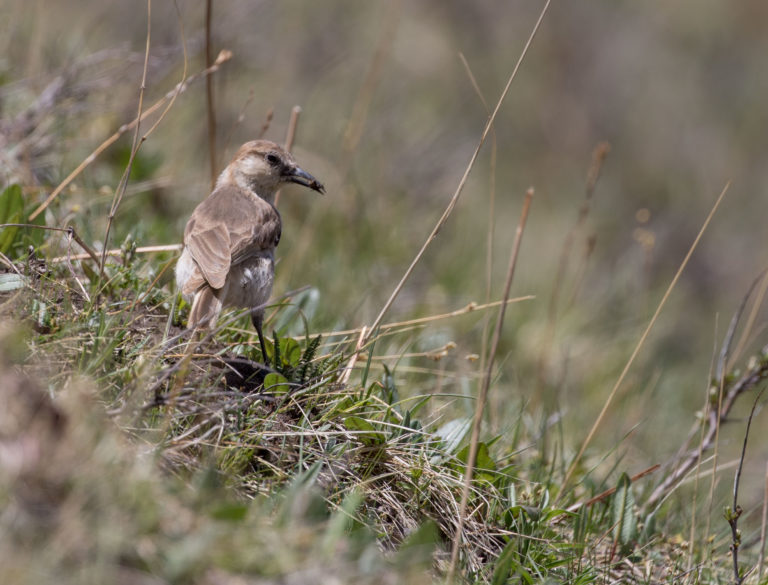 TomBedford.20160517.1942-1