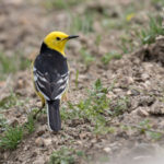 TomBedford.20160517.1972-1