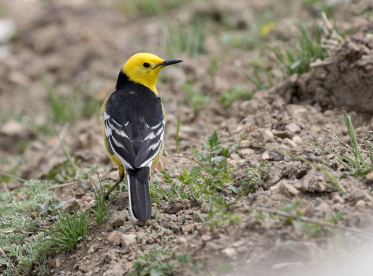 TomBedford.20160517.1972-1