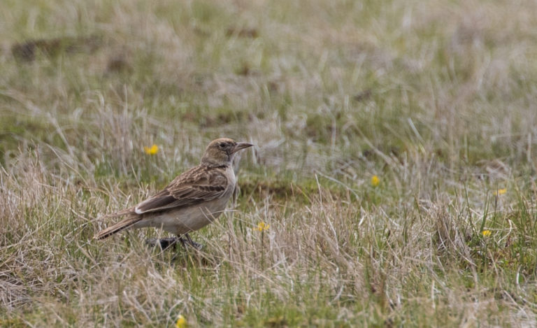 TomBedford.20160517.2030-1