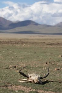 TomBedford.20160517.2138-1