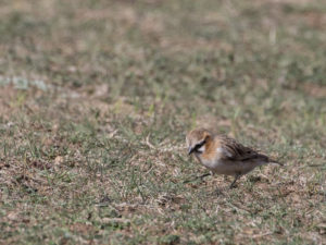 TomBedford.20160517.2152-1