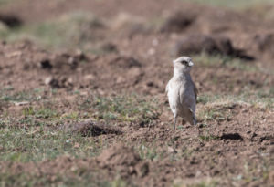 TomBedford.20160517.2159-1