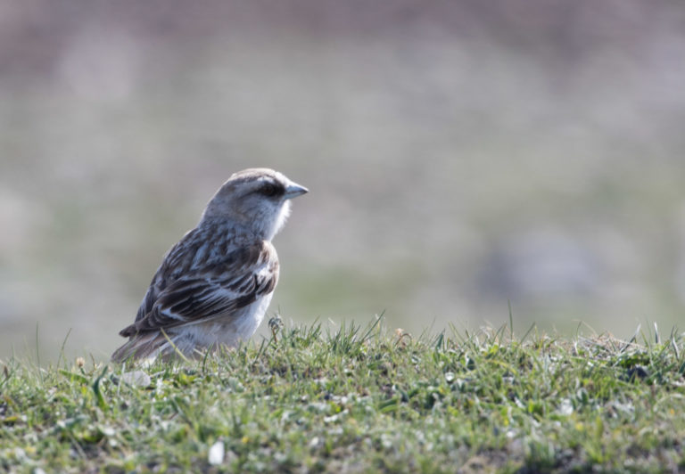 TomBedford.20160517.2163-1