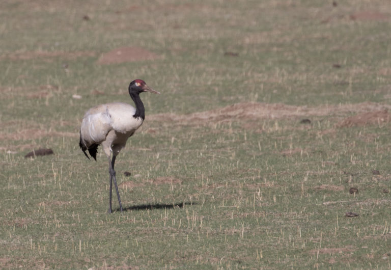 TomBedford.20160517.2199-1