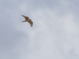 TomBedford.20160517.2254-1