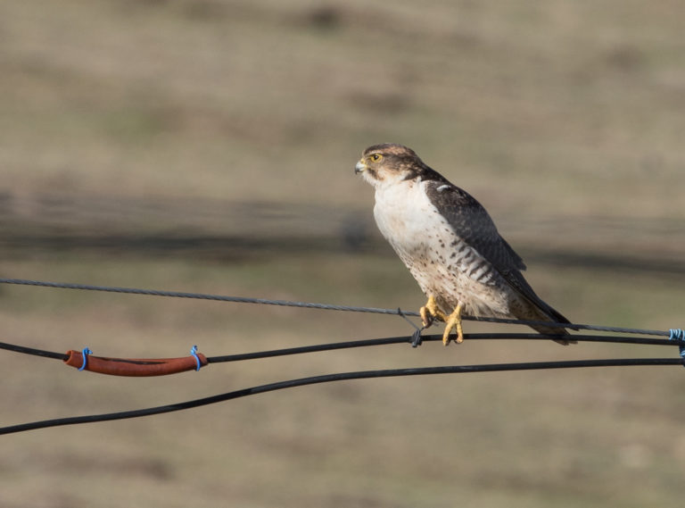 TomBedford.20160517.2261-1