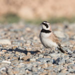 TomBedford.20160517.2296-1