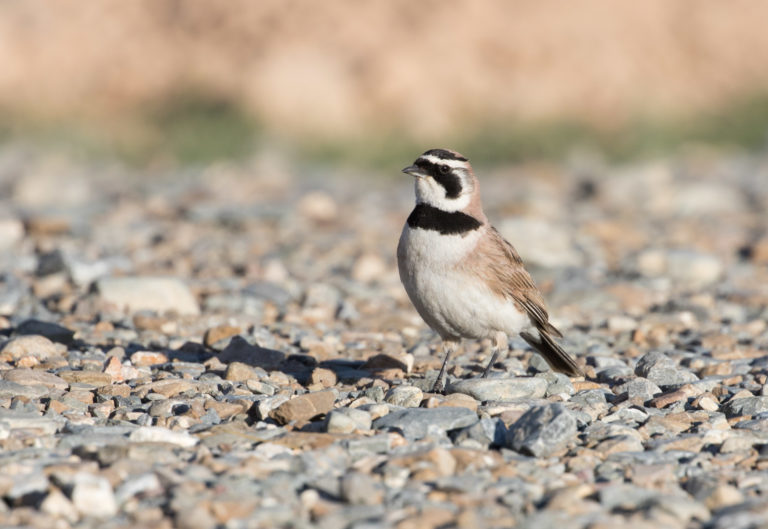 TomBedford.20160517.2296-1