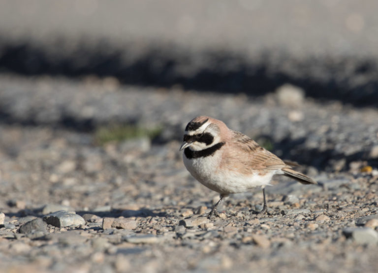 TomBedford.20160517.2302-1