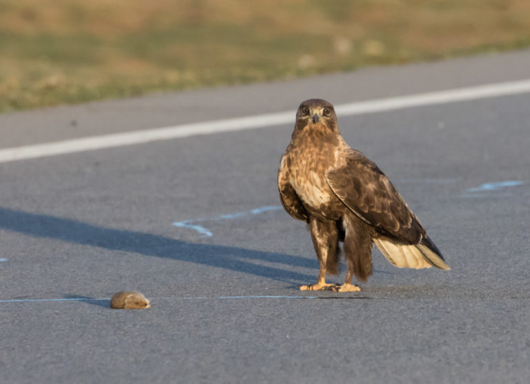 TomBedford.20160517.2329-1