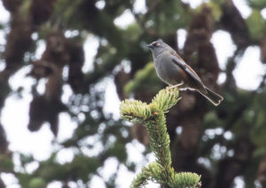 TomBedford.20160518.2388-1