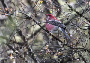 TomBedford.20160518.2421-1