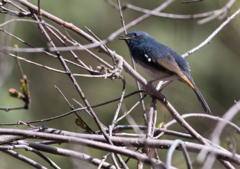 TomBedford.20160518.2460-1