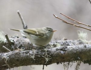 TomBedford.20160518.2494-1