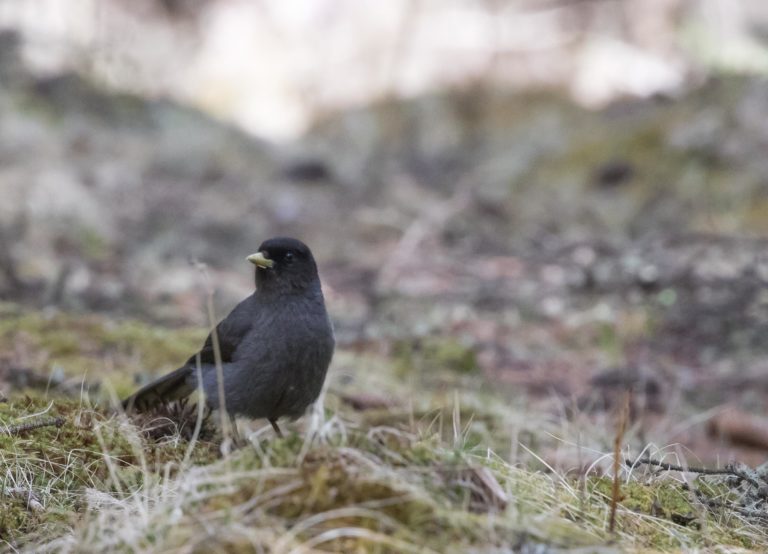 TomBedford.20160518.2539-1