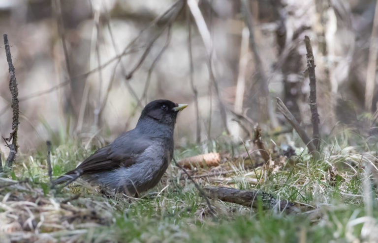 TomBedford.20160518.2545