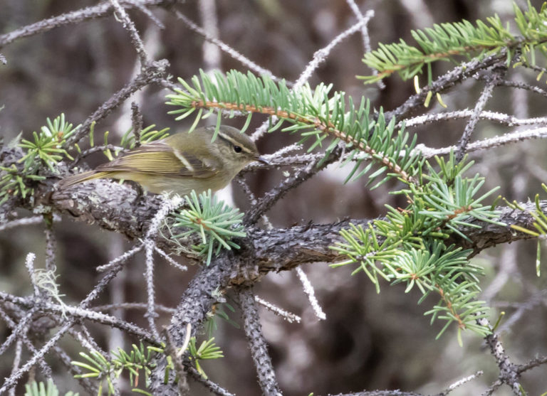 TomBedford.20160518.2565-1