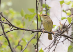 TomBedford.20160518.2611-1