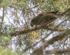 TomBedford.20160518.2641-1