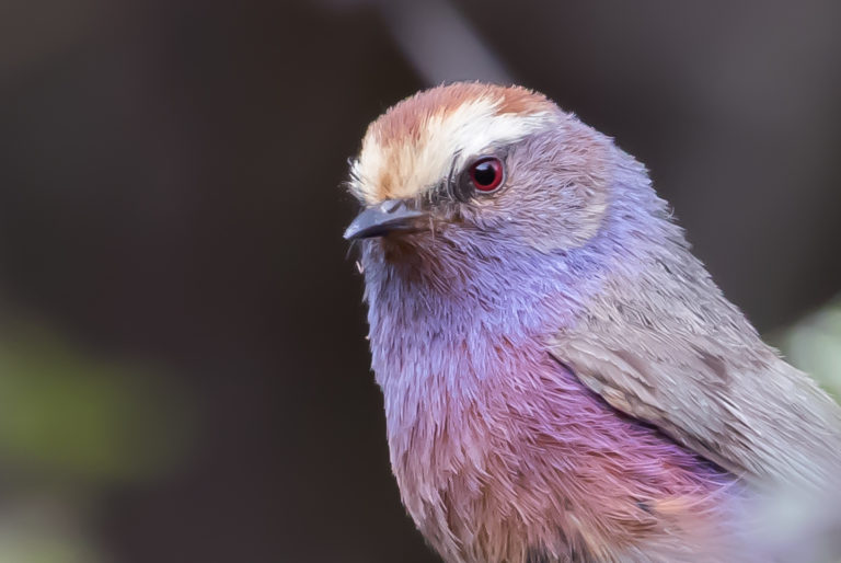 TomBedford.20160518.2644-2