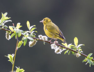 TomBedford.20160518.2665-1