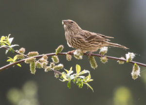 TomBedford.20160518.2677-1