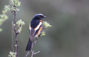 TomBedford.20160518.2691