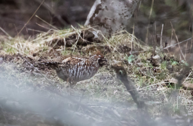 TomBedford.20160518.2702-1