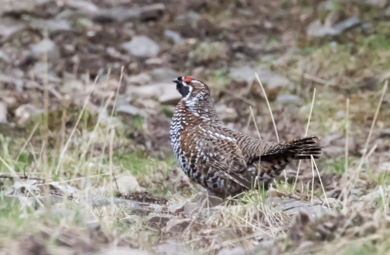 TomBedford.20160518.2711-1