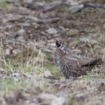 TomBedford.20160518.2712