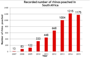 SouthAfricaRhinoPoaching2015_medium