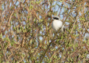 TomBedford.20160519.2754-1