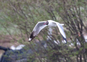 TomBedford.20160519.2765-1