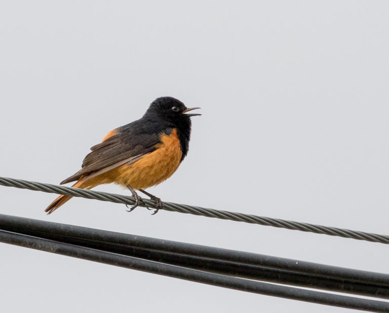 TomBedford.20160519.2808-1