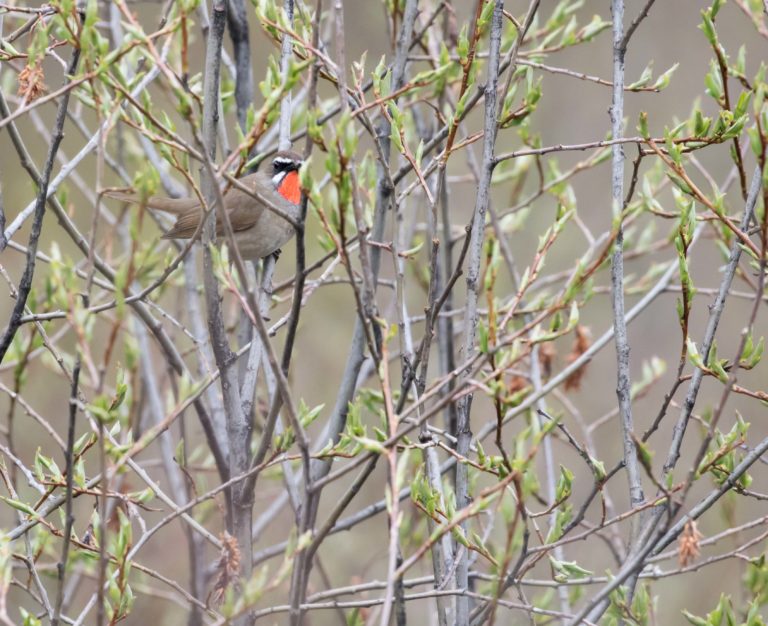 TomBedford.20160519.2820-1