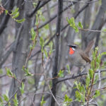 TomBedford.20160519.2824