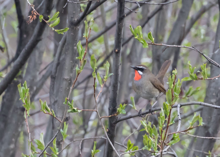 TomBedford.20160519.2824