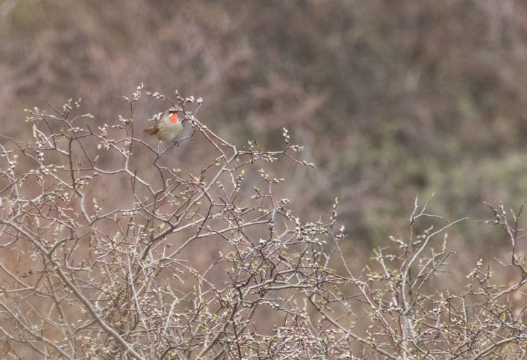 TomBedford.20160519.2831-1