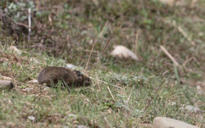 TomBedford.20160519.2869-1