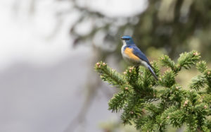 TomBedford.20160519.2880-1