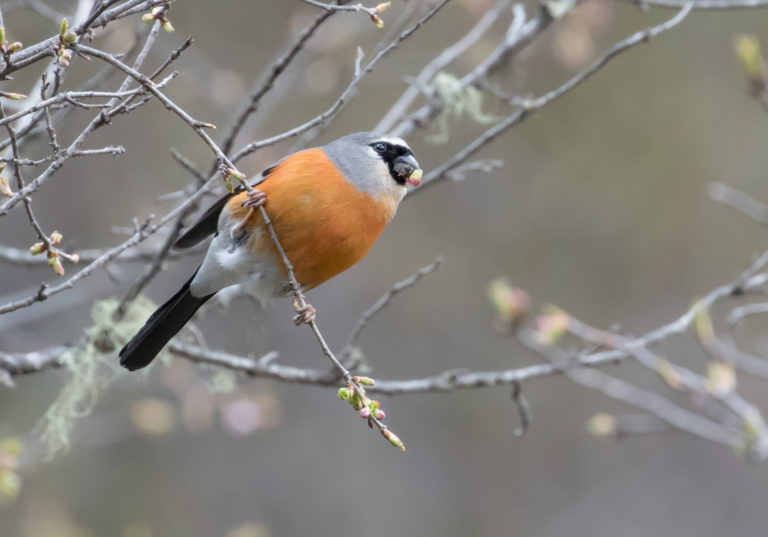 TomBedford.20160519.2918-1