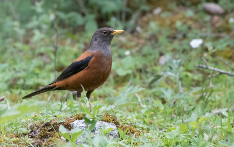 TomBedford.20160519.2983-1