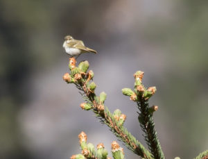 TomBedford.20160520.3009-1