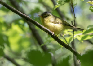 TomBedford.20160520.3030-1