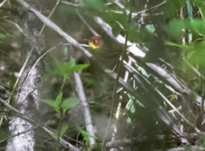 TomBedford.20160520.3061-1