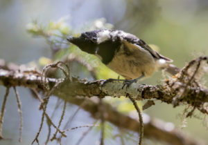 TomBedford.20160520.3099-1